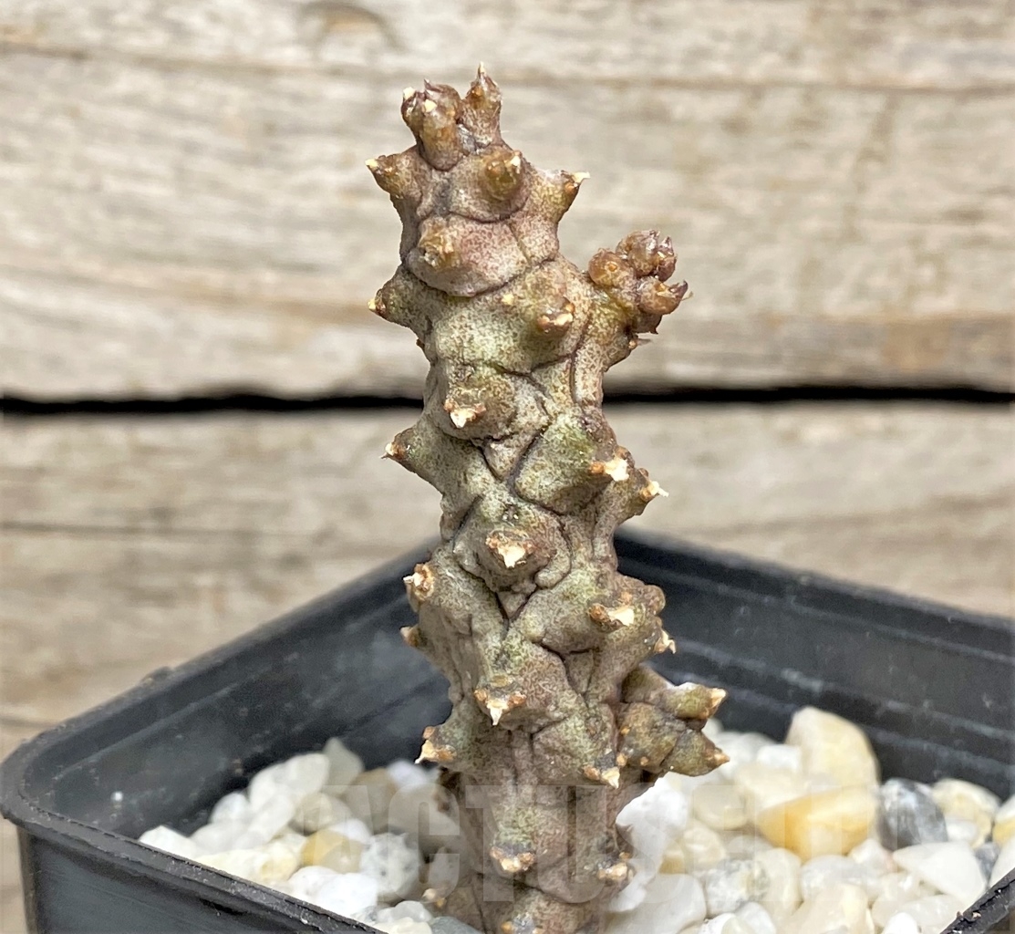 SHPR13972 Ceropegia stapeliiformis f. monstrosa