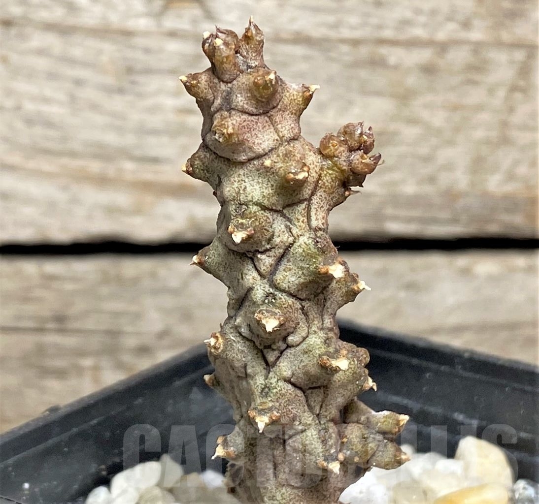 SHPR13972 Ceropegia stapeliiformis f. monstrosa - immagine 2