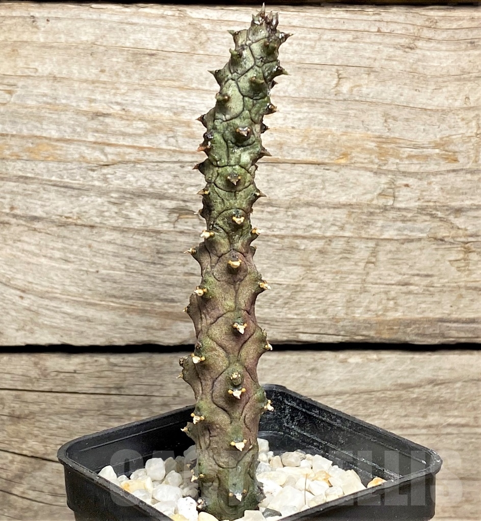 SHPR13973 Ceropegia stapeliiformis f. monstrosa - Image 2