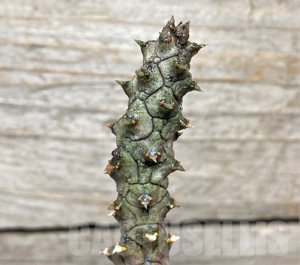 SHPR13973 Ceropegia stapeliiformis f. monstrosa