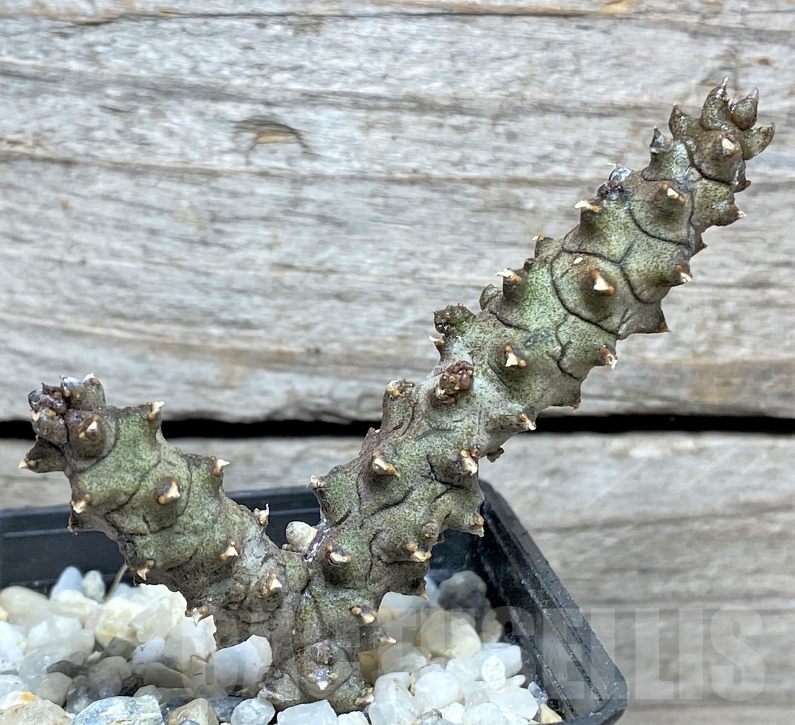 SHPR13974 Ceropegia stapeliiformis f. monstrosa