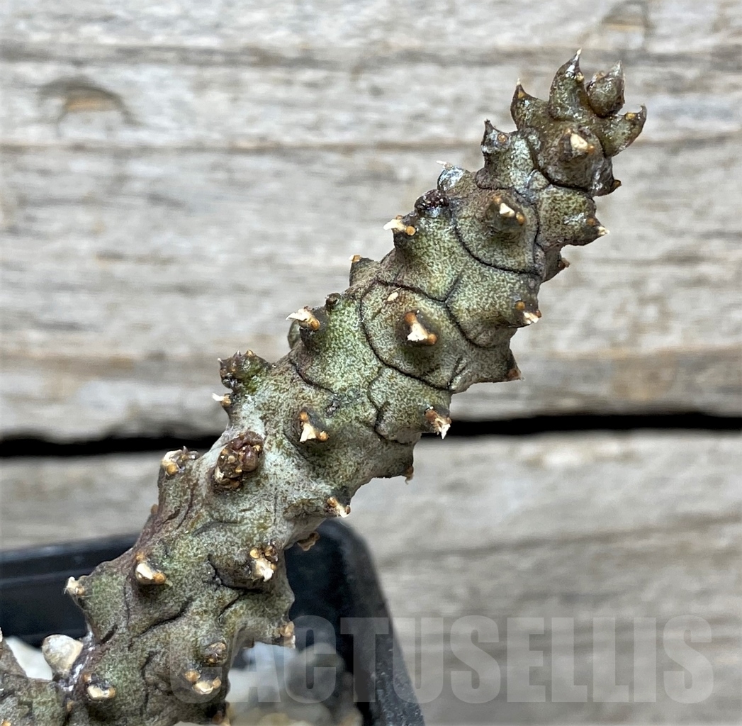 SHPR13974 Ceropegia stapeliiformis f. monstrosa - Image 2