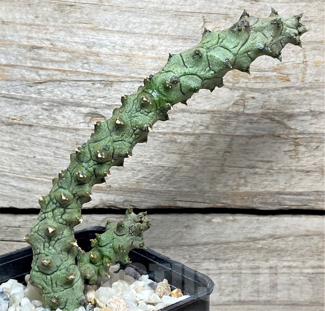 SHPR13975 Ceropegia stapeliiformis f. monstrosa