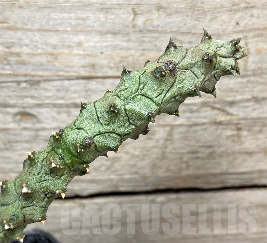 SHPR13975 Ceropegia stapeliiformis f. monstrosa - Image 2