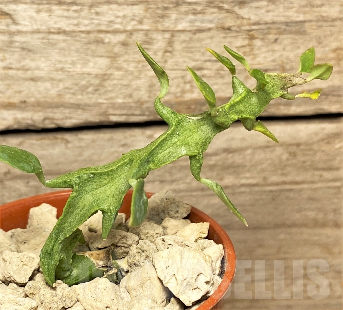 SHPR13977 Ceropegia simoneae - Image 2