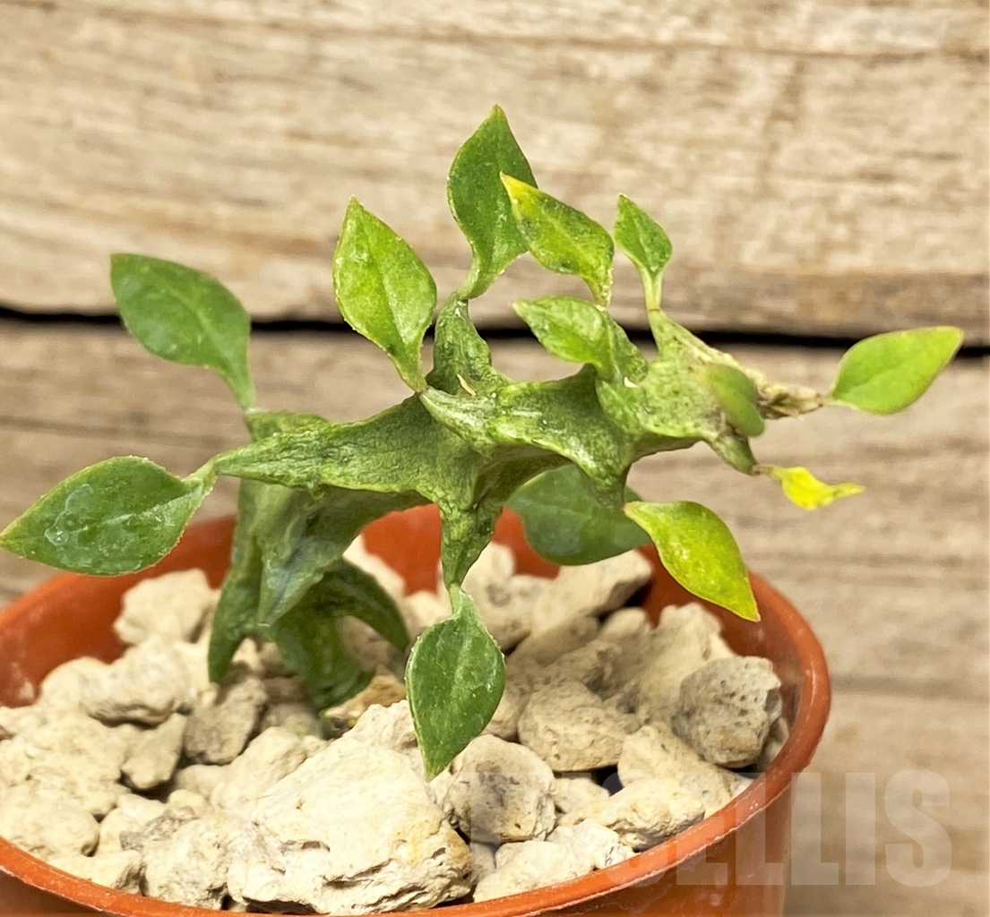 SHPR13977 Ceropegia simoneae