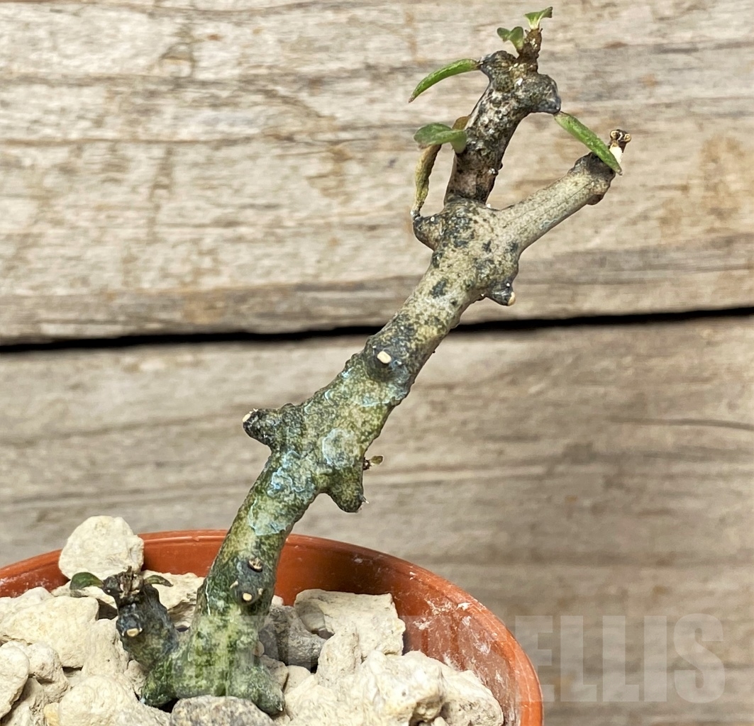 SHPR13979 Ceropegia petignatii