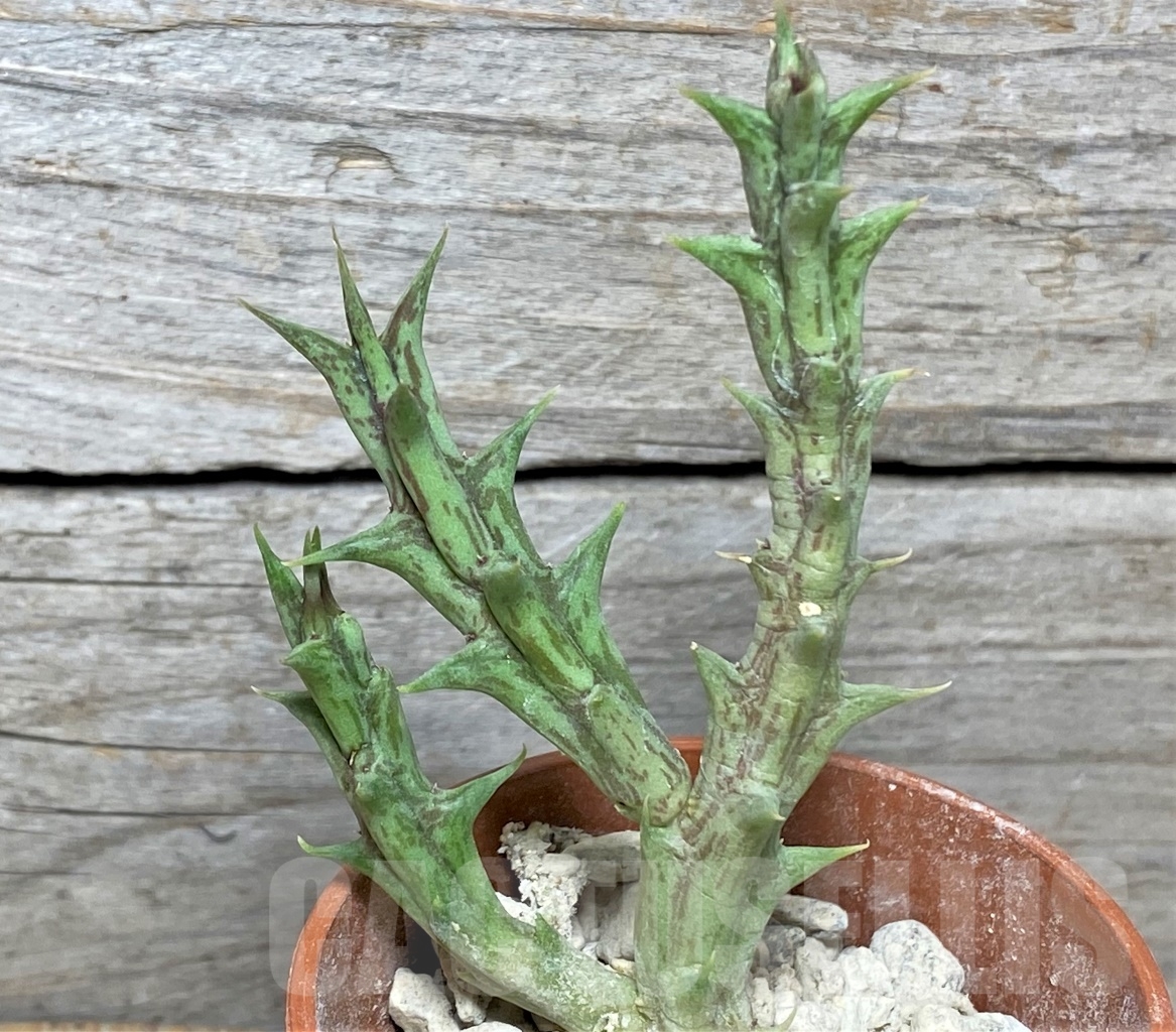 SHPR13980 Angolluma sprengeri