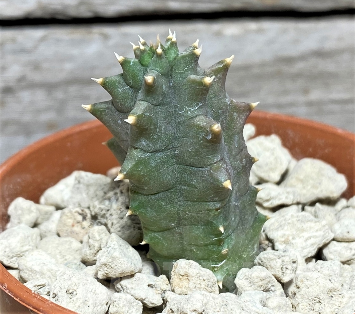 SHPR13981 Huernia kennedyana clon 2