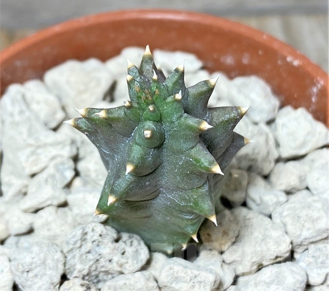 SHPR13981 Huernia kennedyana clon 2 – Bild 2