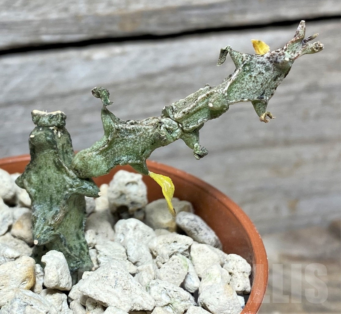 SHPR13982 Ceropegia hybrid