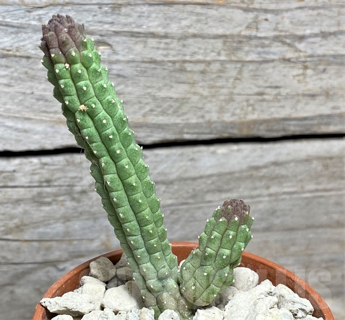 SHPR13983 Echidnopsis cereiformis