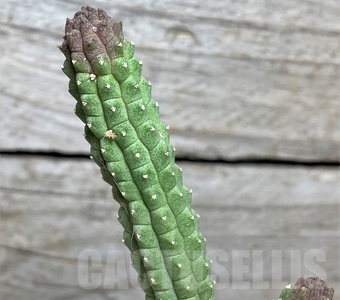 SHPR13983 Echidnopsis cereiformis - Imagen 2