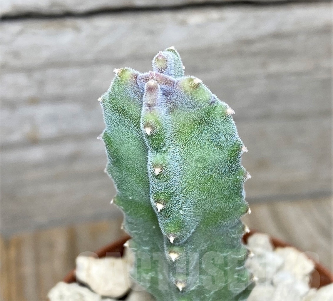 SHPR13984 Tromotriche engleriana -Worcester- - Image 2