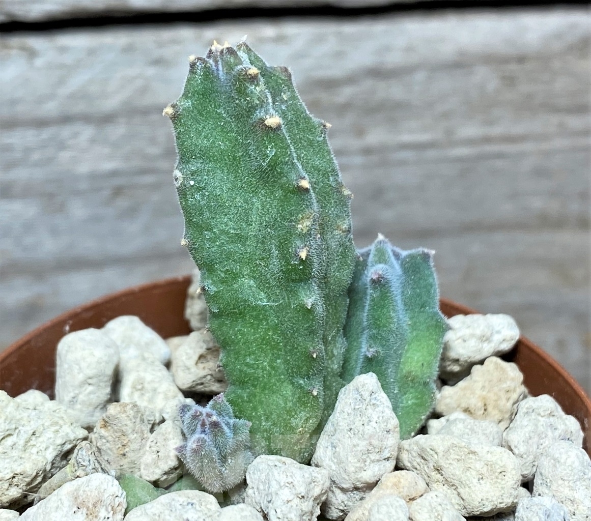 SHPR13985 Tromotriche engleriana -Worcester-