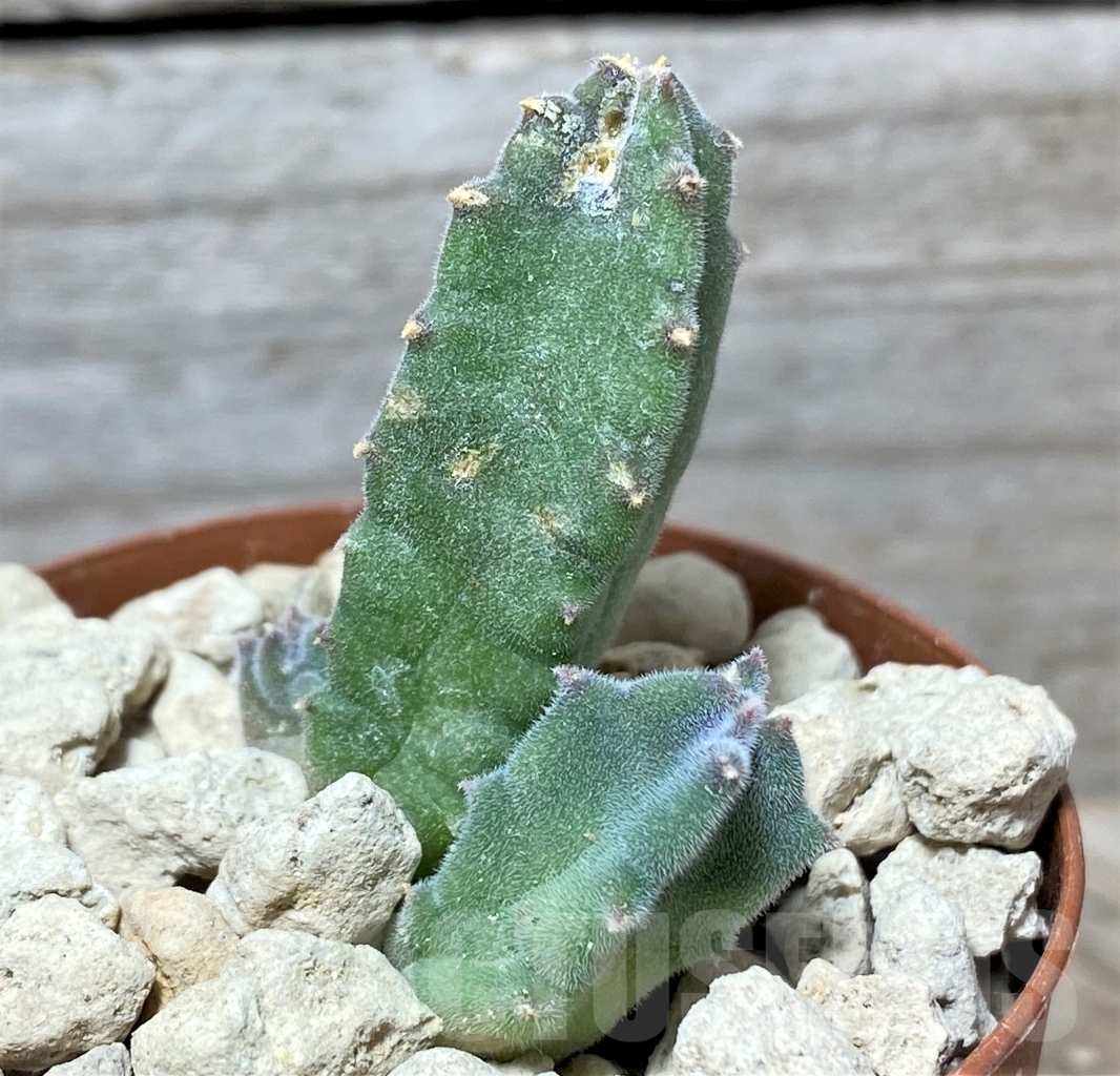 SHPR13985 Tromotriche engleriana -Worcester- - Image 2