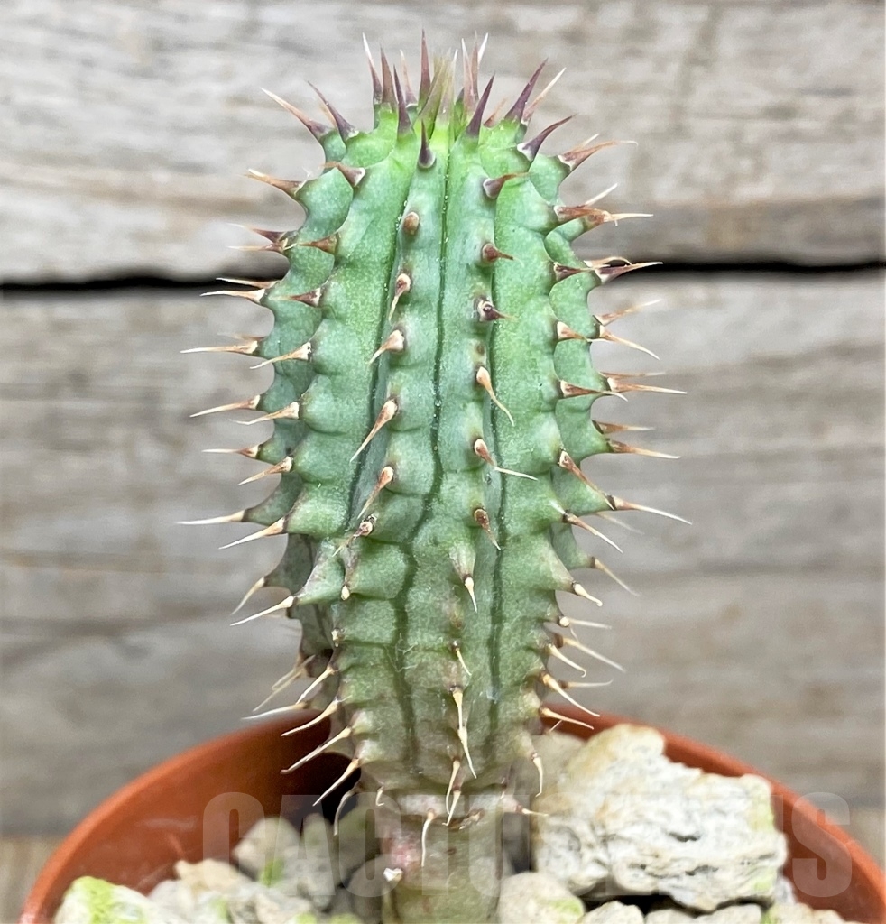 SHPR13990 Hoodia parviflora - Imagen 2