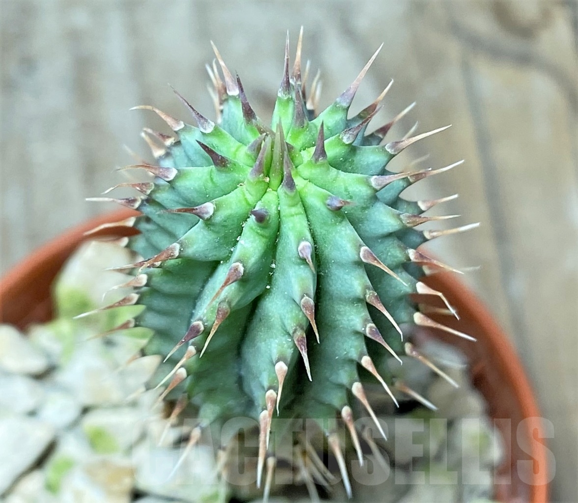 SHPR13990 Hoodia parviflora