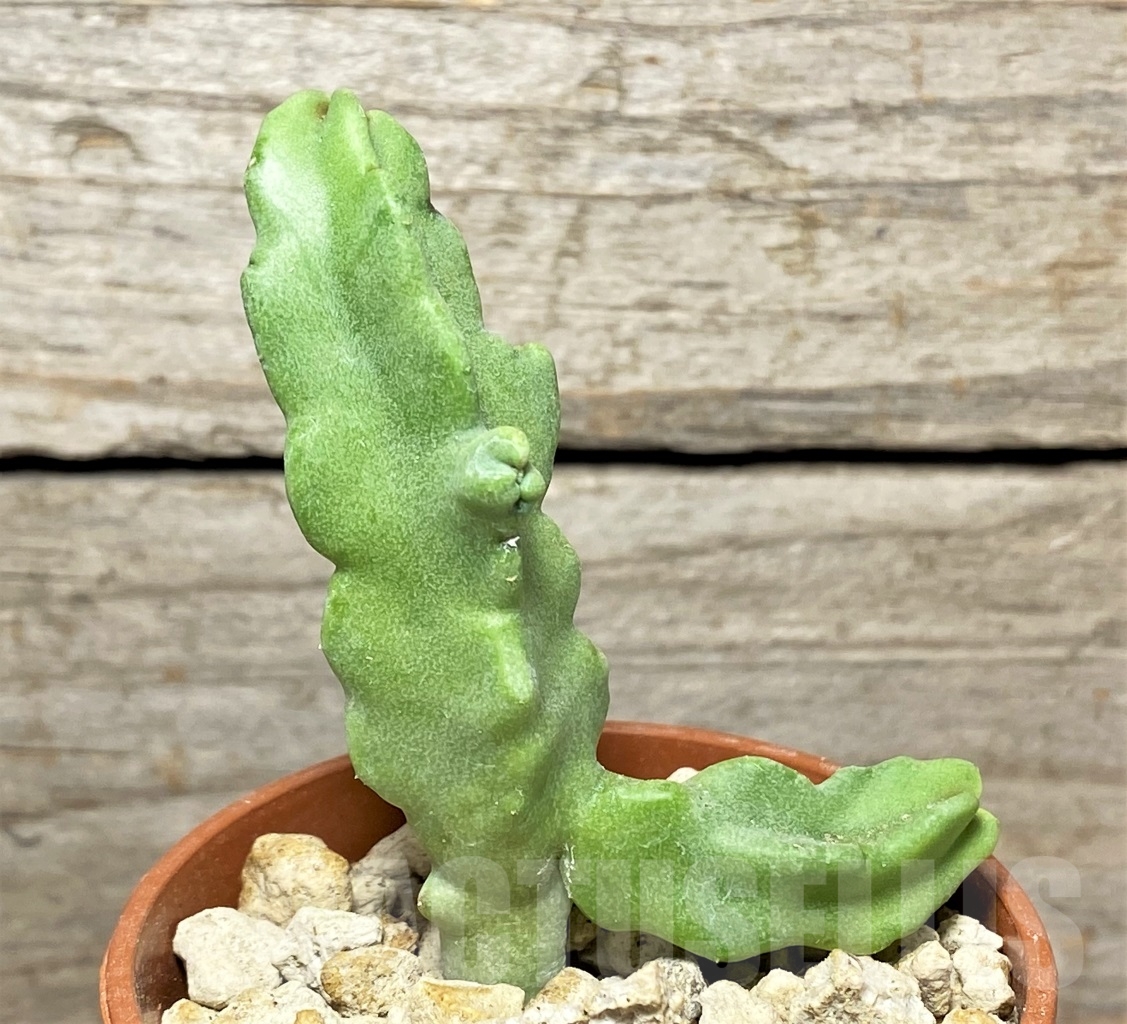 SHPR13992 Caralluma flava