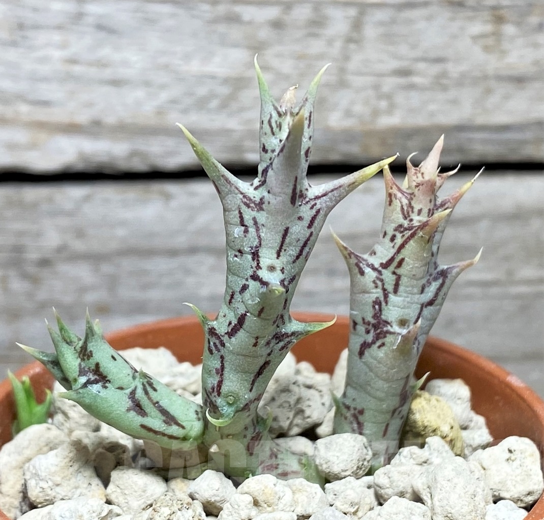 SHPR13995 Angolluma semitubiflora -Arusha- Tanzania