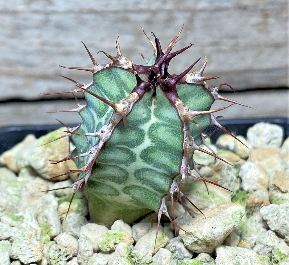 SHPR13996 Euphorbia virosa - Imagen 3