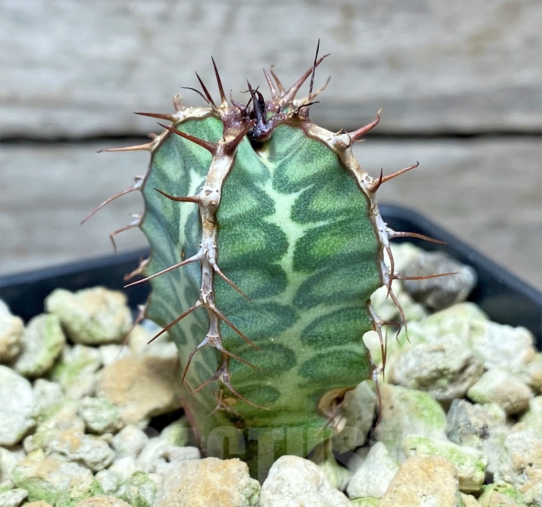 SHPR13996 Euphorbia virosa - Imagen 2