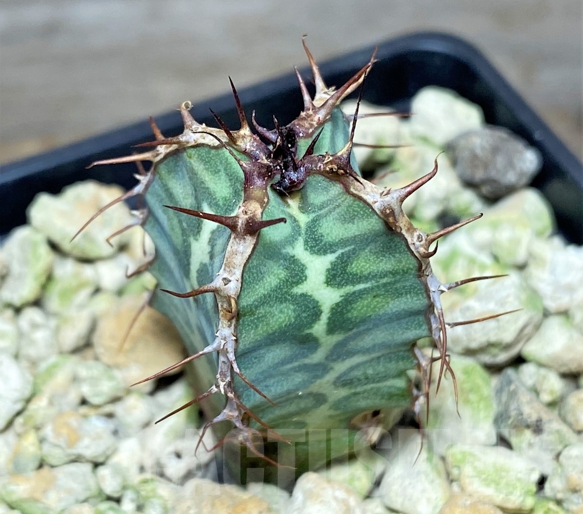 SHPR13996 Euphorbia virosa