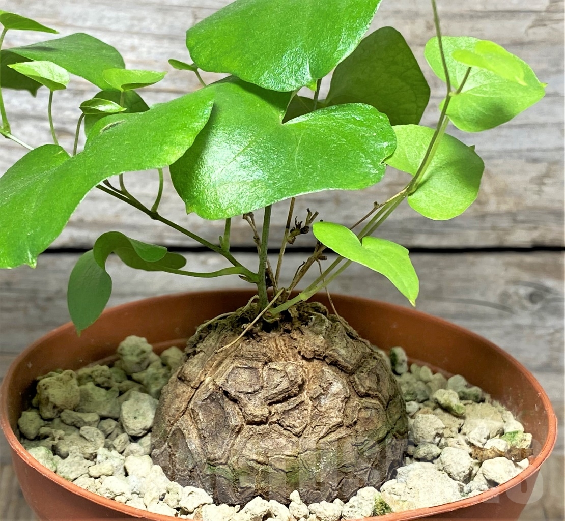 SHPR13998 Dioscorea elephantipes