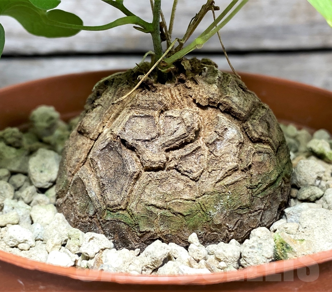 SHPR13998 Dioscorea elephantipes - Image 2