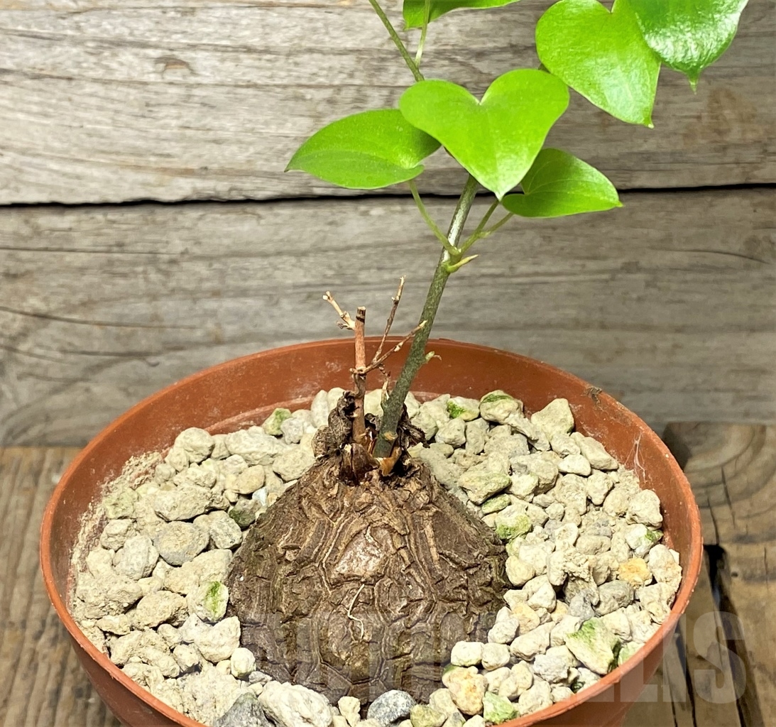 SHPR13999 Dioscorea elephantipes