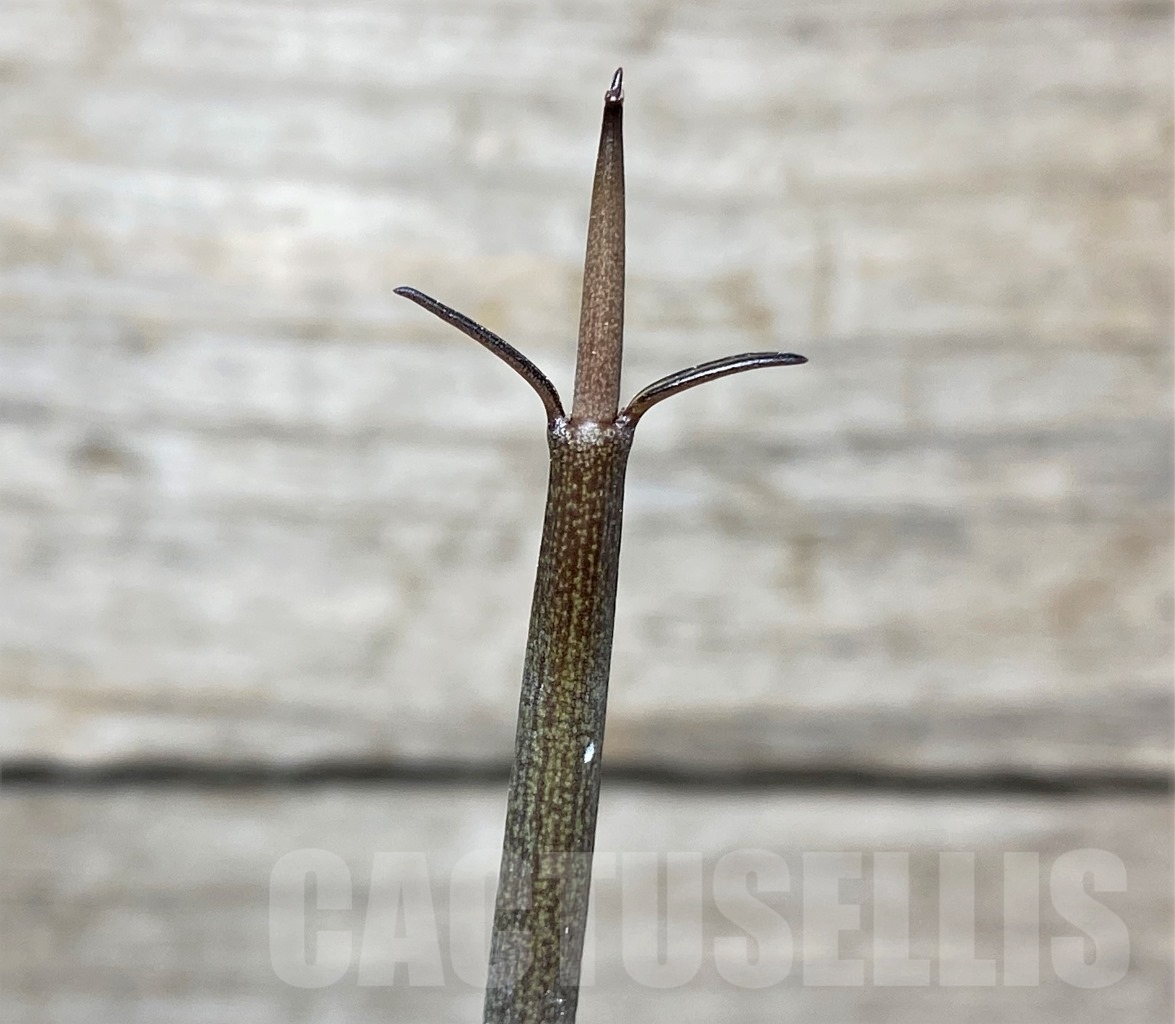 SHPR14001 Ceropegia fusca - Obrázek 2