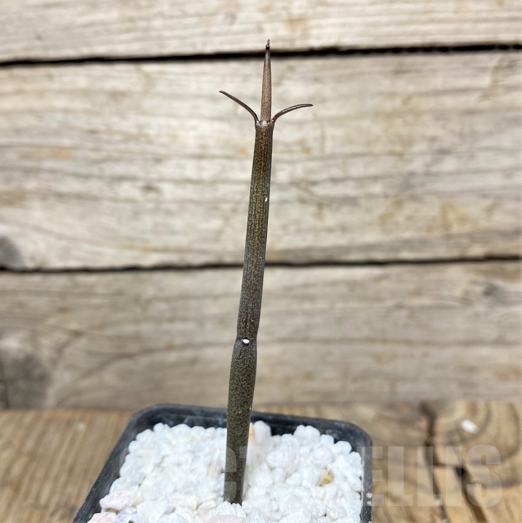 SHPR14001 Ceropegia fusca - Obrázek 3