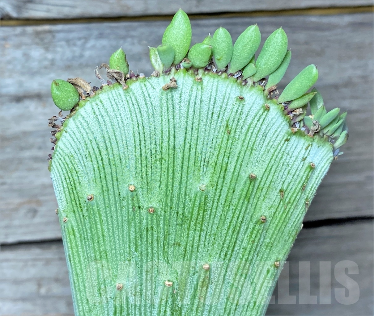 SHPR14002 Senecio anteuphorbium f. cristata