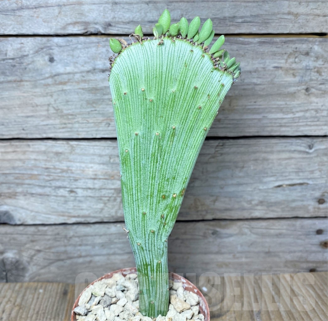 SHPR14002 Senecio anteuphorbium f. cristata - Image 2