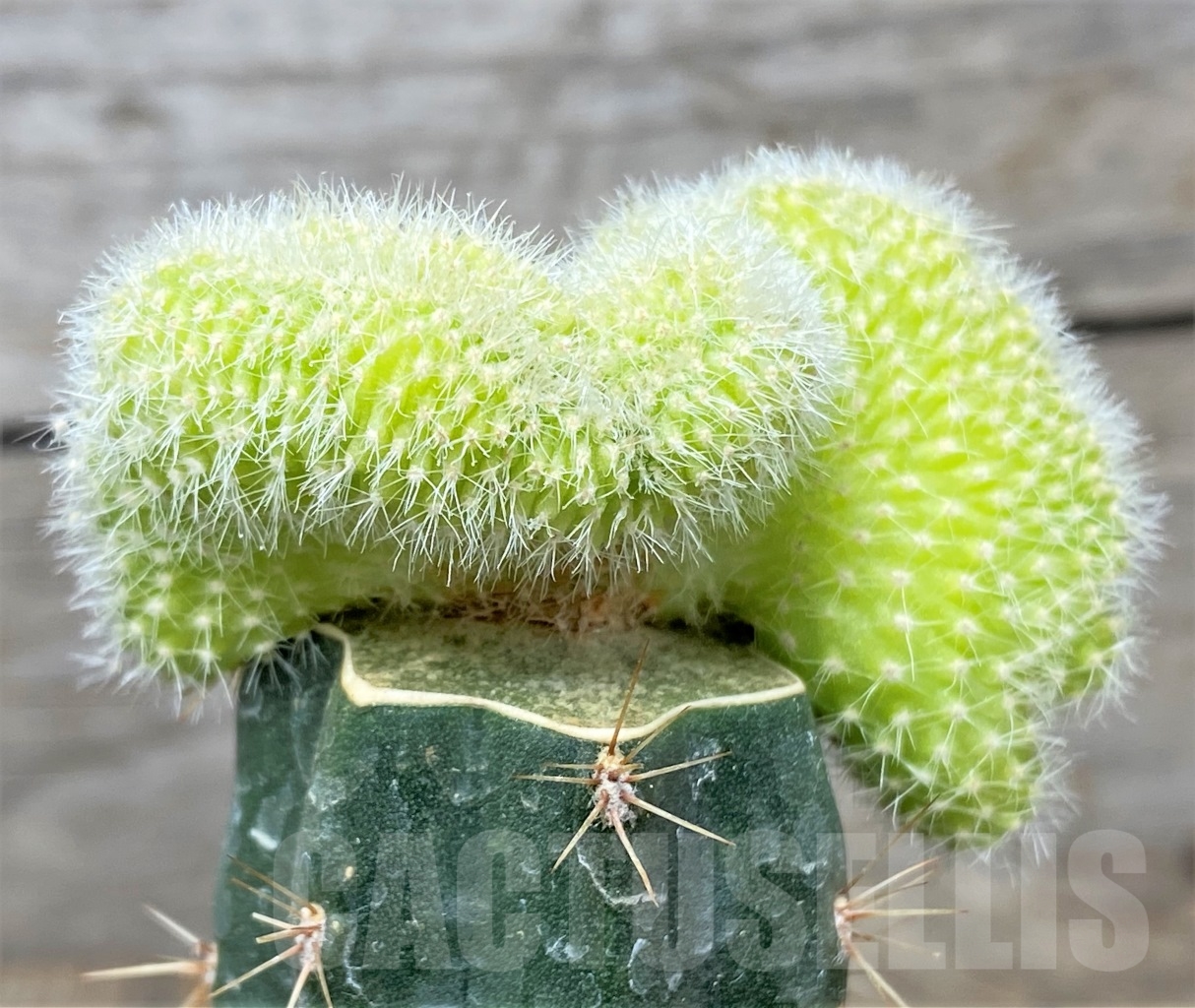 SHPR14004 Chamaecereus silvestrii f. aurea cristata , grafted - Image 2