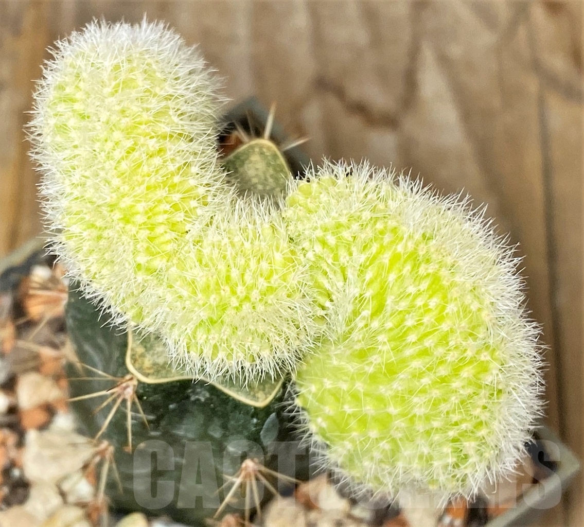 SHPR14004 Chamaecereus silvestrii f. aurea cristata , grafted