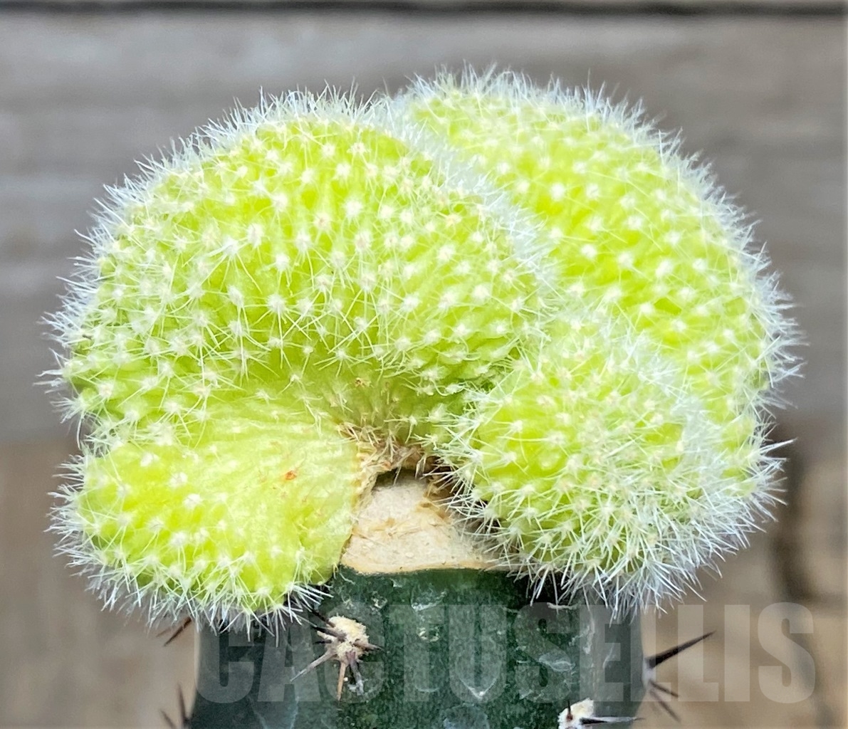 SHPR14005 Chamaecereus silvestrii f. aurea cristata , grafted - Image 2