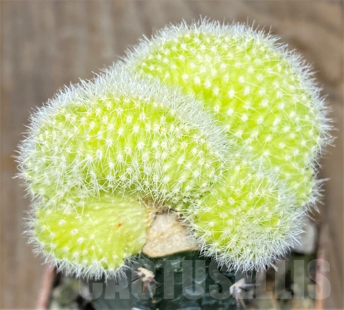 SHPR14005 Chamaecereus silvestrii f. aurea cristata , grafted