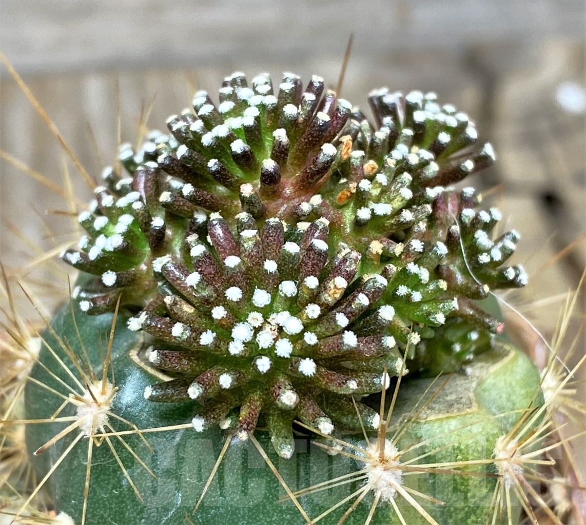 SHPR14007 Mammillaria luethyi f. minima , grafted