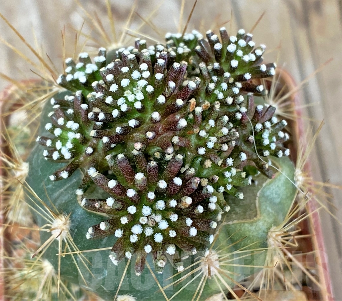SHPR14007 Mammillaria luethyi f. minima , grafted - 画像 (2)