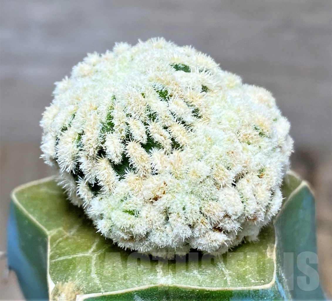 SHPR14010 Mammillaria pectinata f. monstrosa , grafted