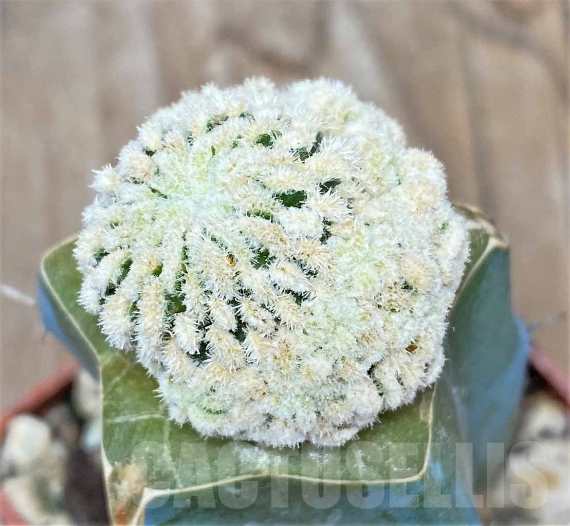 SHPR14010 Mammillaria pectinata f. monstrosa , grafted - Image 2