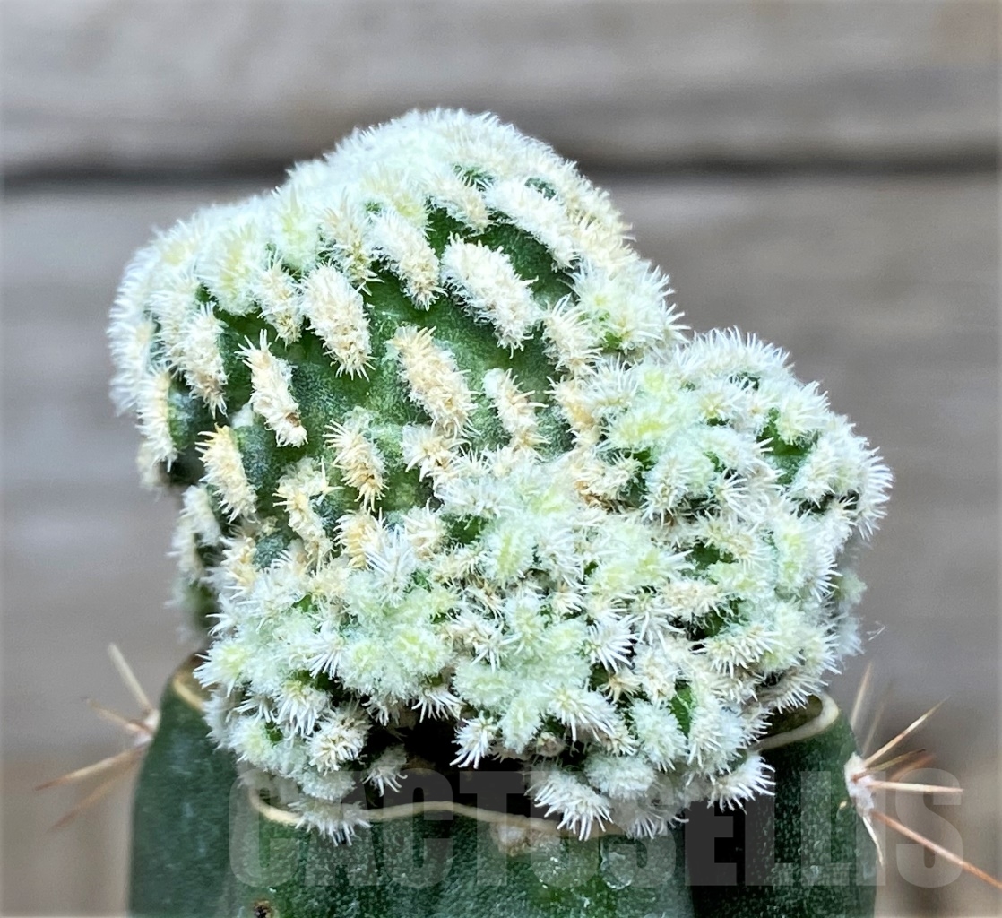 SHPR14011 Mammillaria pectinata f. monstrosa , grafted - Image 2