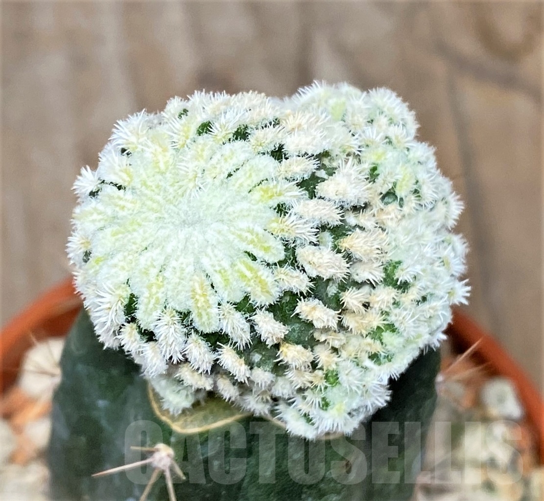 SHPR14011 Mammillaria pectinata f. monstrosa , grafted