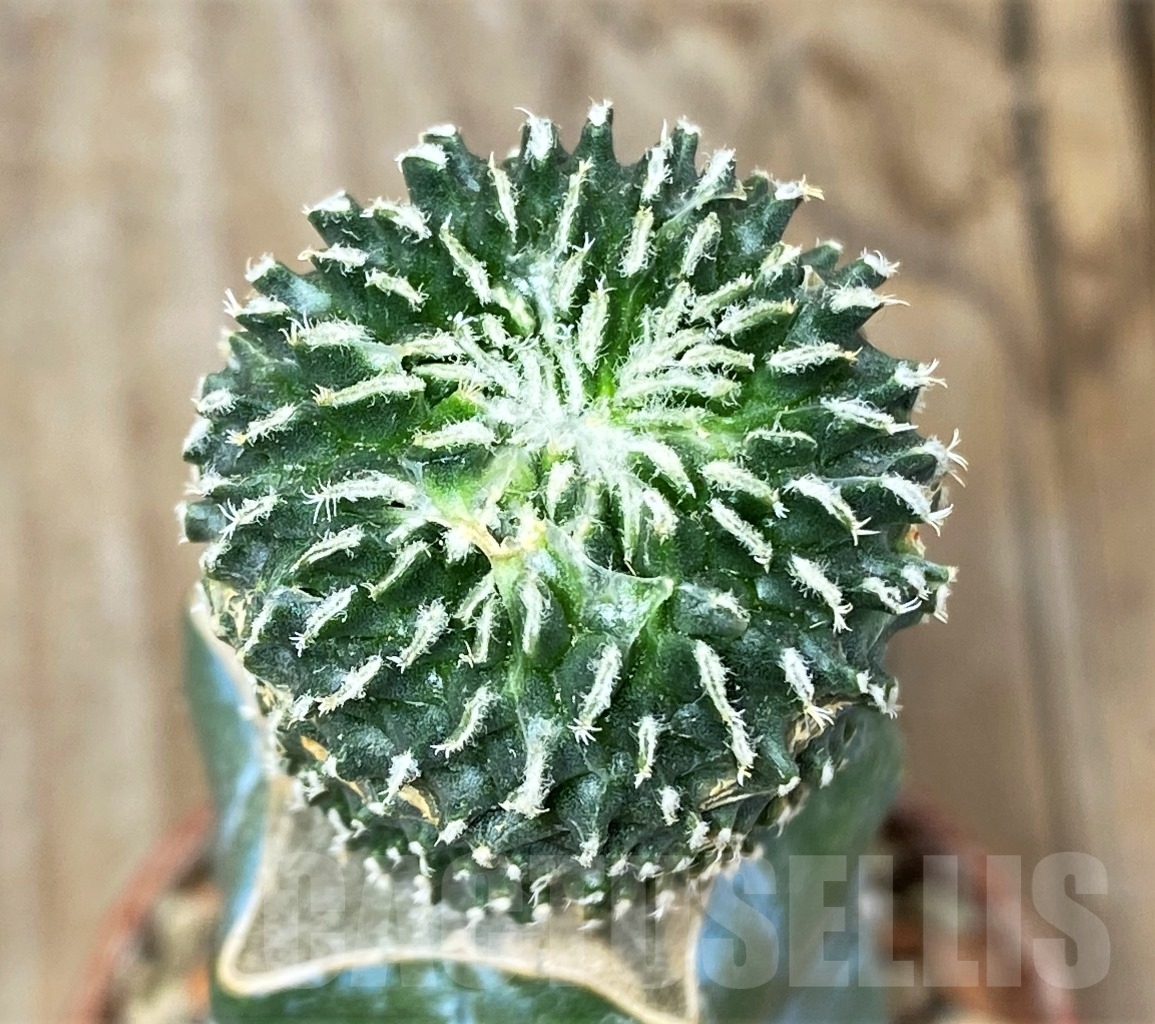 SHPR14015 Pelecyphora pseudopectinata 'inermis' , grafted - Image 2