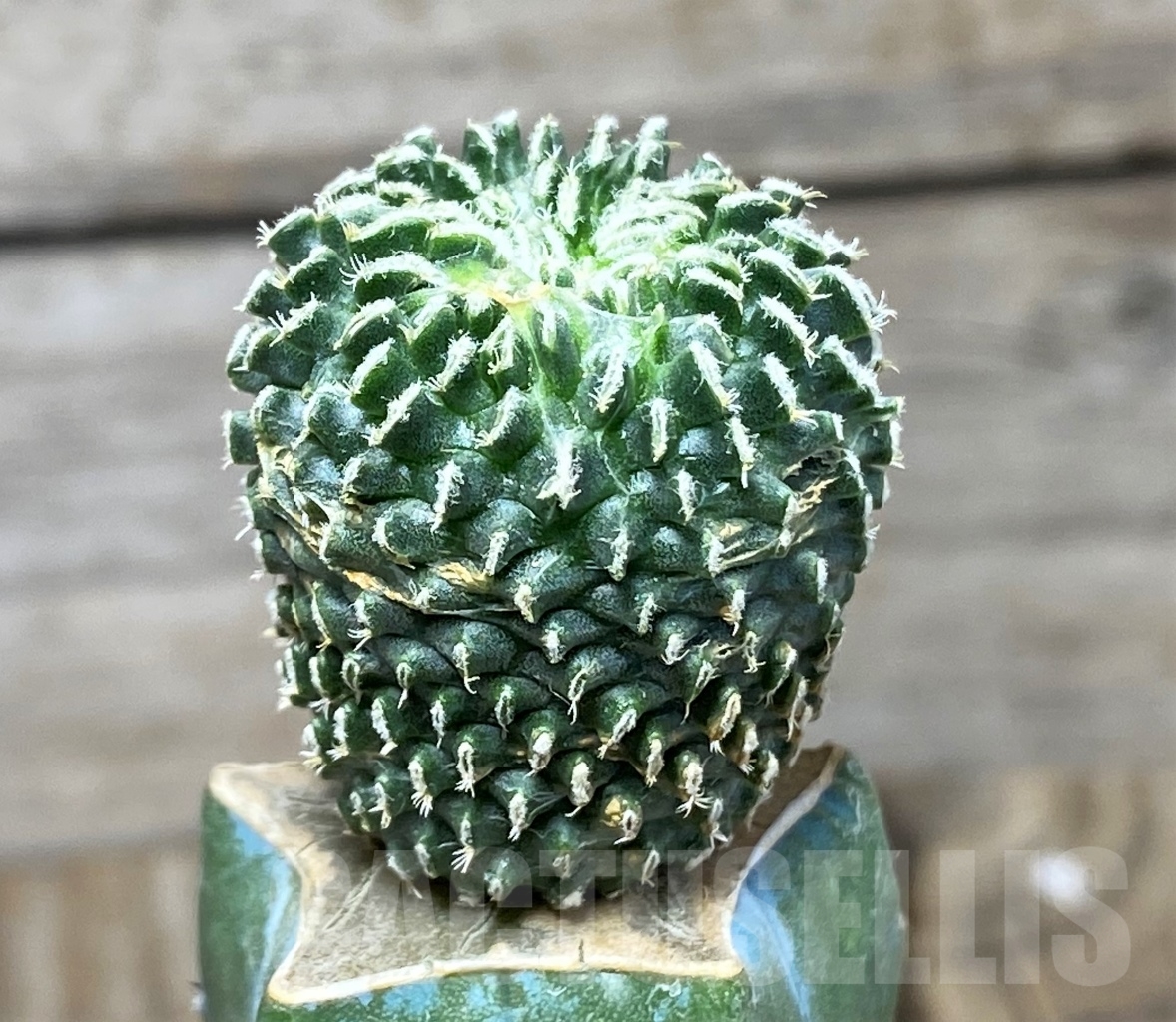 SHPR14015 Pelecyphora pseudopectinata 'inermis' , grafted