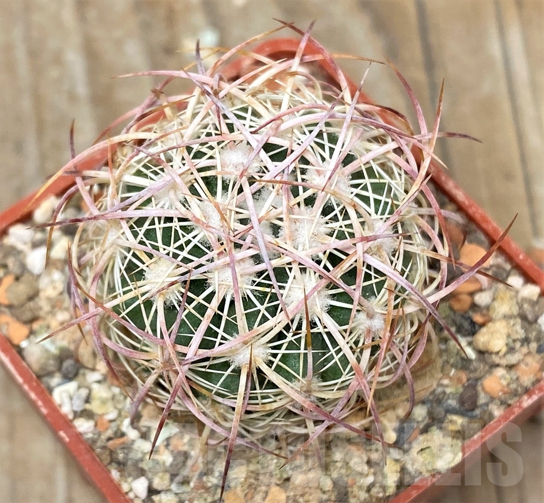 SHPR14024 Echinomastus johnsonii RP34 , grafted - Image 2