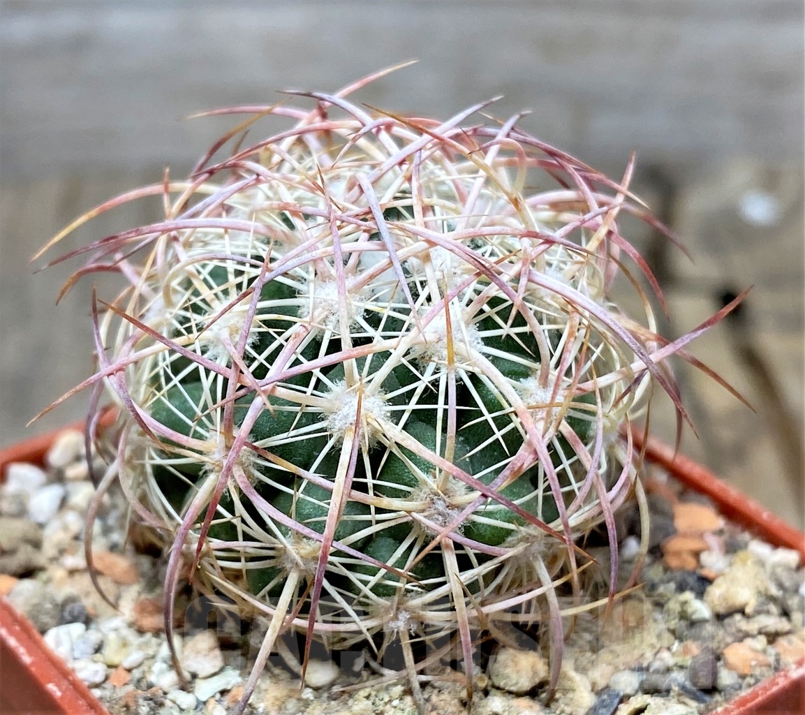 SHPR14024 Echinomastus johnsonii RP34 , grafted