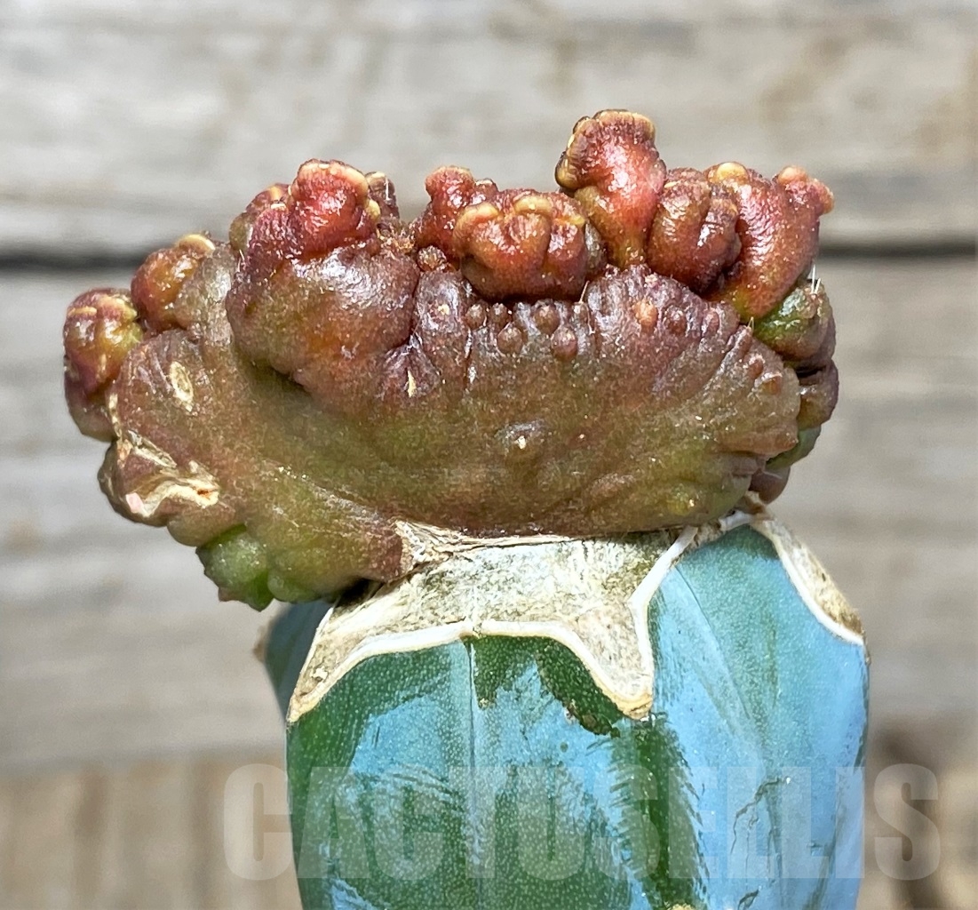 SHPR14027 Echinopsis 'Chocolate' monstrose , grafted - Image 2