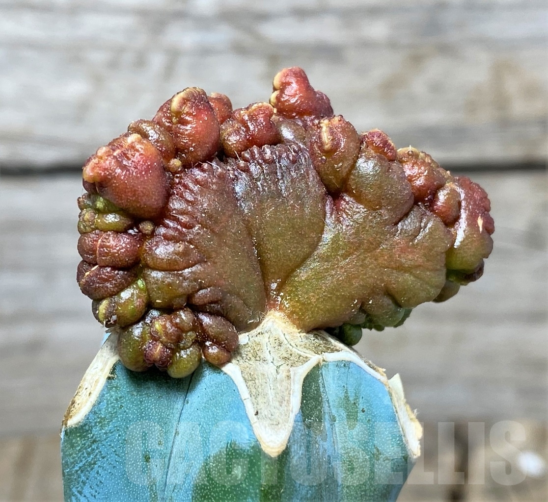 SHPR14027 Echinopsis 'Chocolate' monstrose , grafted